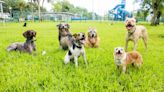 3 Florida parks ranked among top U.S. ‘hidden gems’ for dogs