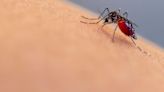 It's mosquito season: How to control and prevent bites