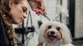 Free Holiday Makeovers for Minnesota Rescue Dogs