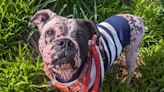 Remarkable 'bald' dog patch is looking for his forever home