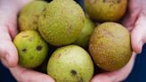 How to Harvest Black Walnuts and Enjoy Their Delicious Flavor