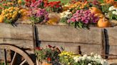 Plant These Flowers to Enjoy Their Beautiful Blooms This Fall