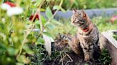 9 effective ways to stop cats pooping in your garden