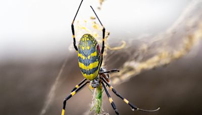 Huge flying joro spiders are on the move across the US. Are they in Arizona?