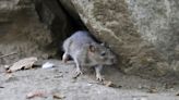 'Perfect rat storm': Ontario cities seek ways to fight increasingly visible rats