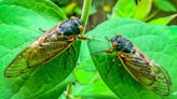 Cicadas are bugging people enough to call the cops