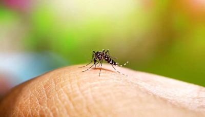 Dengue Fever Cases On Rise In Florida Keys: Tips To Keep Yourself Safe