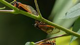 The cicada invasion has begun. Experts recommend greeting it with awe, curiosity and humor