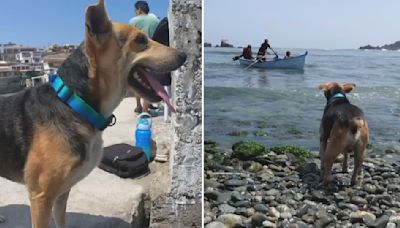 Perro espera frente al mar a su dueño que murió en accidente: esta es la conmovedora historia de 'Vaguito'