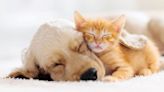¿Cómo y qué sueñan los perros y gatos mientras duermen?