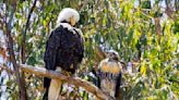 Bay Area birdwatchers mourn the failed rescue of 'Tuffy,' the kidnapped baby hawk