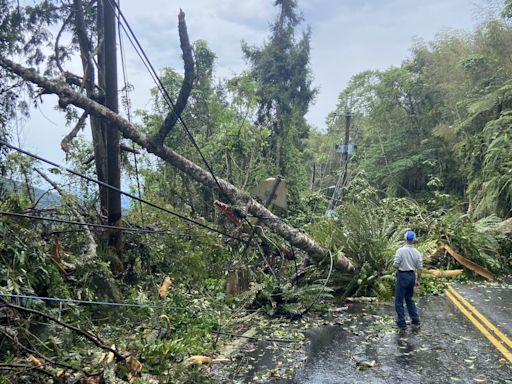 影／南投溪頭大停電 「大樹突倒塌」壓斷高壓線2257戶受影響