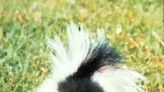 Love is in the air? Skunk mating season in Oklahoma causing smelly side effects