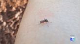 Governo decreta fim de epidemia de dengue em MG; mais de 1,6 milhão de casos foram registrados