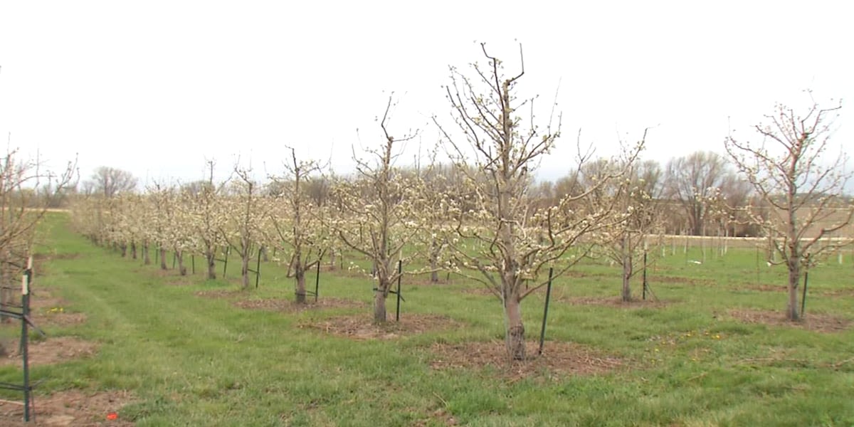 Working Iowa: Buffalo Ridge Orchard hiring seasonal workers