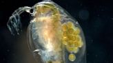 Los efectos de la droga en un microcrustáceo de laboratorio: "Tiene resultados similares a un humano"
