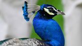 Bronx Zoo peacocks fly the coop, expected to return on their own