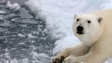 Do polar bears hibernate? The arctic mammal's sleep behavior, explained.