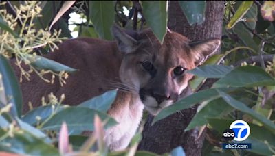 Wildlife officials respond after mountain lion found lounging in tree of Woodland Hills backyard