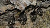 花蓮月洞蝙蝠調查 發現保育類台灣無尾葉鼻蝠 (圖)