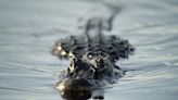 In Florida, what's more dangerous than paddling with gators? That's a long list | Mark Woods