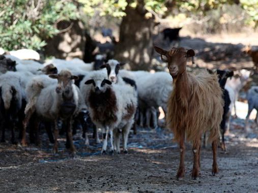 Greece bans movement of goats and sheep to combat spread of 'goat plague'