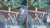 VÍDEO: Mulher fica pendurada seminua após tentar pular portão para furtar casa