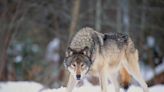 No Charges for Michigan Hunter Who Shot Gray Wolf, Mistaking It for Coyote