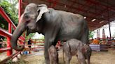 Rare twin elephants in Thailand receive monks’ blessings a week after their tumultuous birth