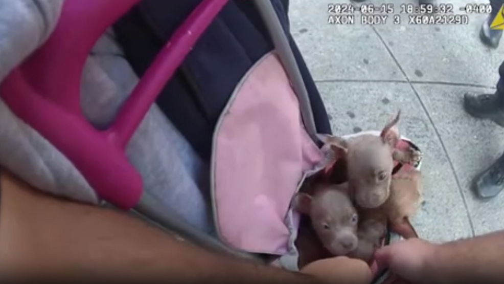 'These dogs could've been dead in five minutes' say police rescuing puppies in tiny bag