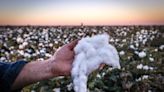 Louis Dreyfus Tops Olam Agri Offer for Australia’s Namoi Cotton