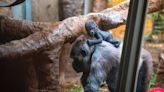 Jameela, baby gorilla born in Fort Worth, spends more time with new Cleveland zoo family