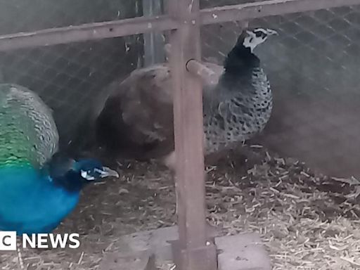 Lonely peahen Penny in Nottinghamshire finds love after rescue