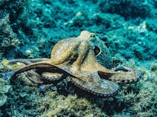 Quelle est la différence entre un poulpe et une pieuvre ?