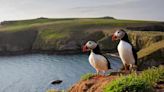 The British island with the UK's largest puffin colony and cute baby bunnies