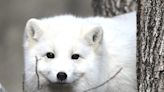 Wildwood Zoo's Arctic Fox, Blizzard, dies after 10 years in Marshfield