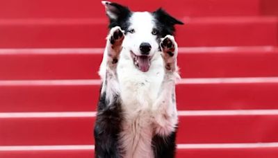 Dog ‘Messi’ Wins Hearts on Cannes Film Festival 2024 Red Carpet
