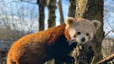 Edinburgh Zoo named the second best family attraction in the UK by parents