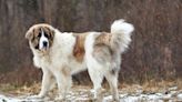 Pyrenean Mastiff: Dog Breed Characteristics & Care