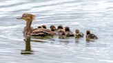 Adorable fluffy chicks dive to be in the water with their mother