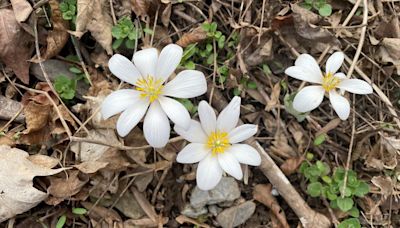 This week's good things: Much great news about the great outdoors in Lancaster County [editorial]