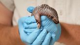 A second critically endangered Chinese pangolin is born in the Prague zoo in less than 2 years