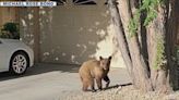 Bear spotted in Prescott Valley neighborhood