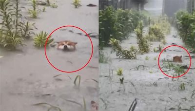 失控惹！屏東「天柴」颱風天跳水游泳 飼主無奈涉水抓狗