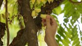 Picking Fruit and Dodging the Law With Singapore’s Foragers