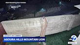 Mountain lion in backyard makes beautiful, frightening sight for Agoura Hills couple