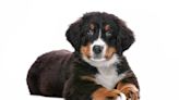 Bernese Mountain Dog Turns on the Charm and Makes a New Bestie at Puppy Playtime