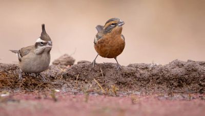 Así es el refugio de aves más importante de Cuyo y donde se pueden ver y fotografiar animales sin costo | Sociedad