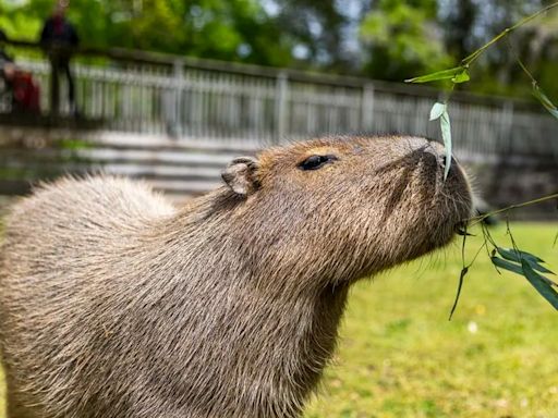 Cape May Zoo’s capybaras find love in their own version of ‘The Bachelor’