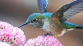 Organization tracks hummingbird sightings across the U.S., expect more hummingbirds in Colorado soon